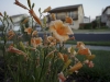 SONY DSC