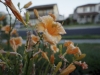 SONY DSC
